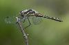 Black Darter Dragonfly