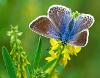 Common Blue Butterfly