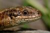Common Lizard