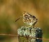 Common Snipe - Joe Ridley