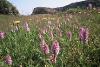 Common Spotted Orchid, Marsden Old Quarry