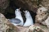 Fulmar - Ian Hoseason