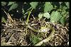 Grass Snake
