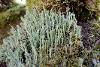 Lichen - Ian Hoseason