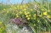 Magnesian Limestone Grassland