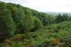 Milkwellburn Wood, Gateshead