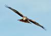 Red Kite - Ian Hoseason