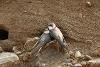 Sand Martin - Paul Cook