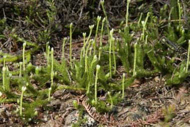 Stags-horn Clubmoss