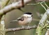 Willow Tit - Ian Hoseason