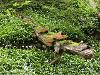 Dryads Saddle Fungi