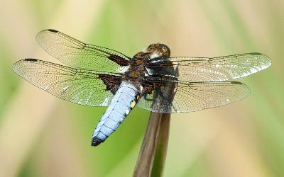 Broad Bodied Chaser dragonfly Broad Bodied Chaser dragonfly